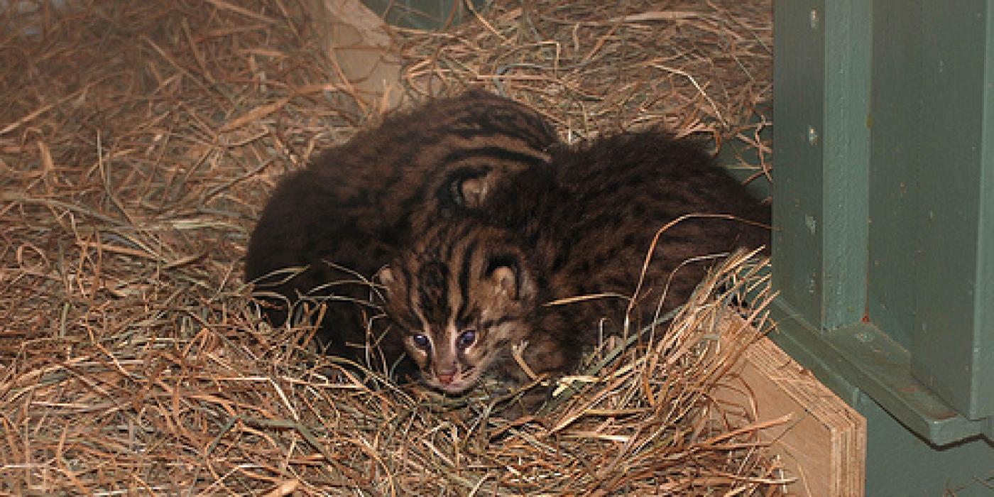 Twin Fishing Cats Born at the National Zoo?ÑÓa First