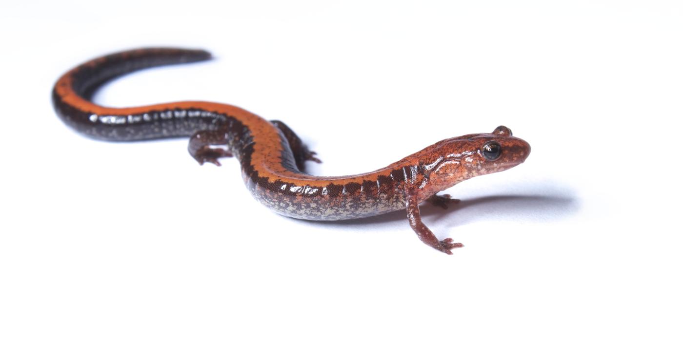 Eastern red-backed salamander