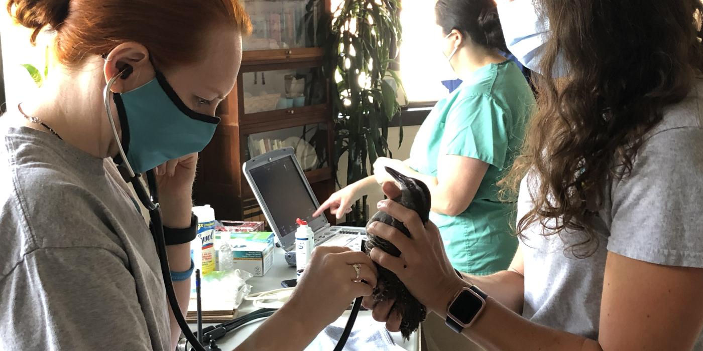 SCBI veterinarian listens to heart of Guam rail. 