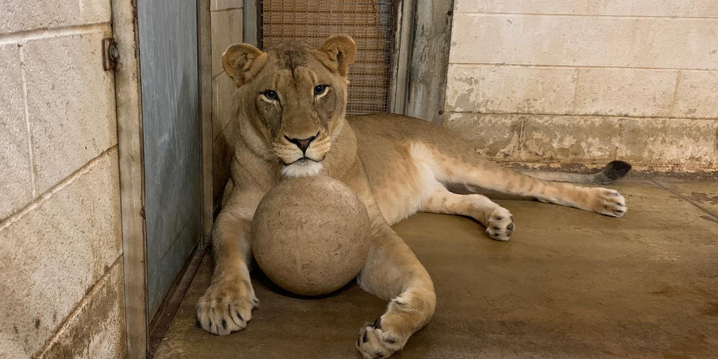 Amahle, the Zoo's 6-year-old female lion, lays with one of the enrichment balls in an indoor enclosure.