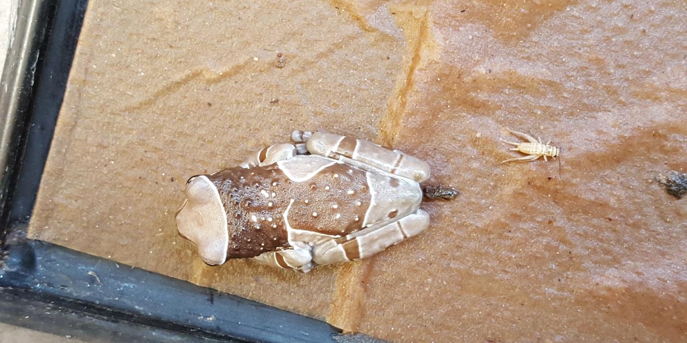 Amazon milk frog