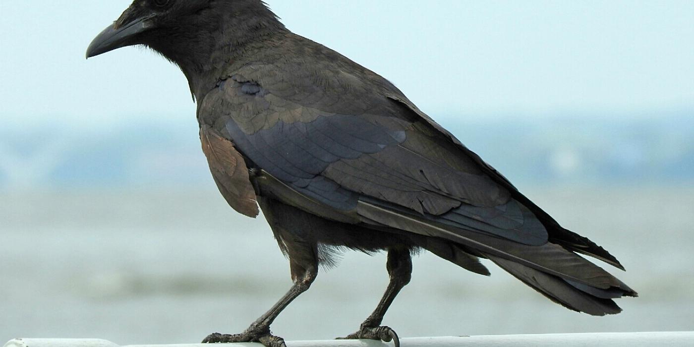 Large, dark bird perched on railing