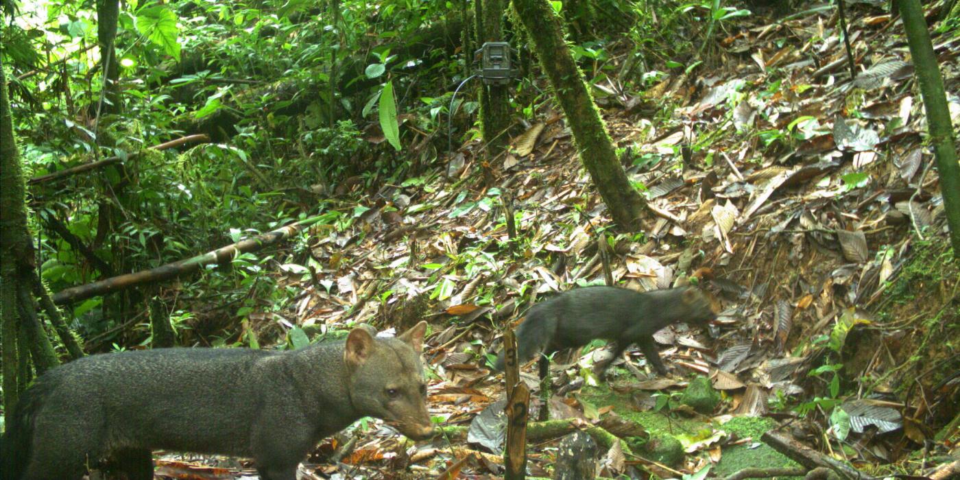 Short-eared dog caught on camera trap