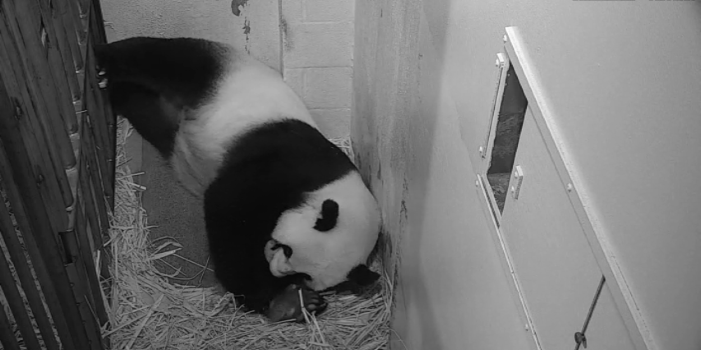 Giant panda Mei Xiang cradles her newborn cub Aug. 22, 2020. The cub was born Aug. 21, 2020, at 6:35 p.m.