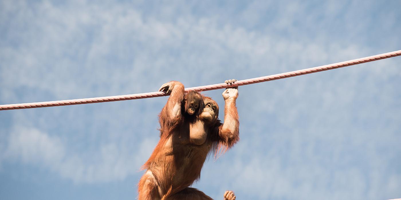 An adult female orangutan carries infant orangutan Redd on her back across the Smithsonian's National Zoo's O-line on a semi-cloudy day