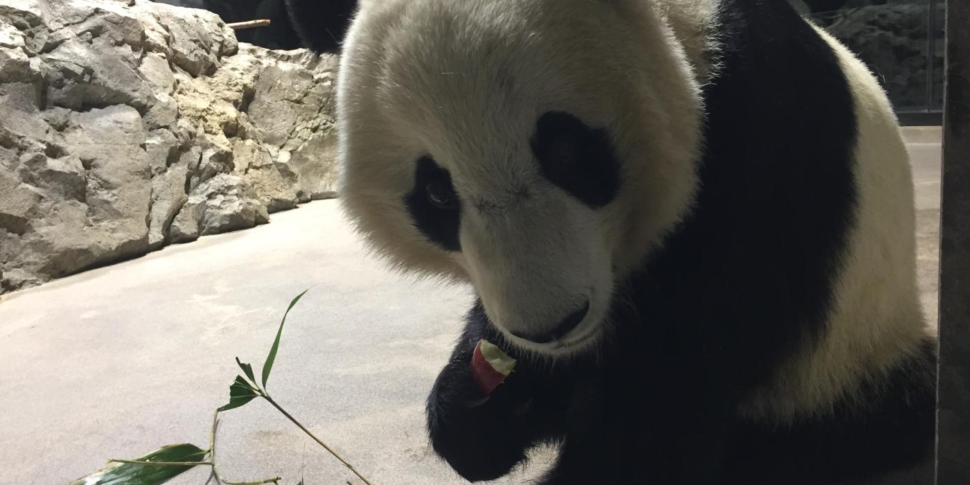 Bei Bei 