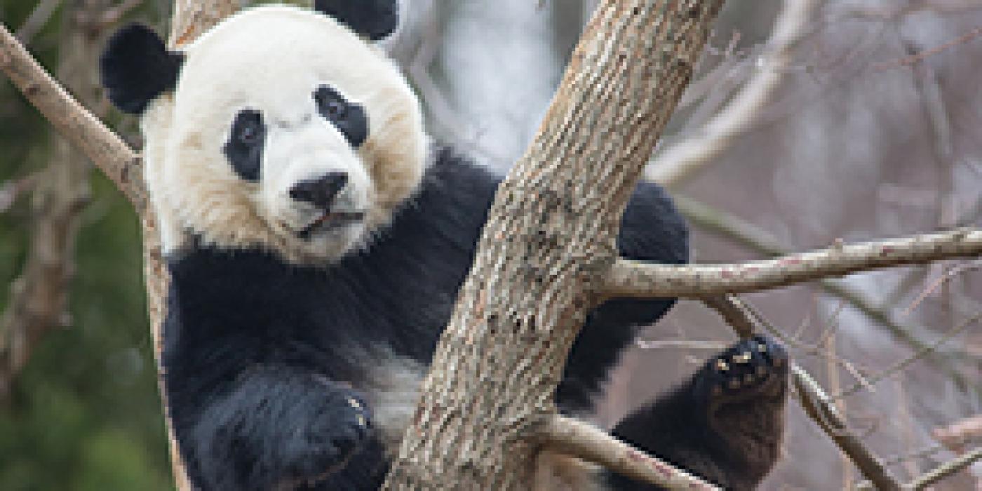 Bei Bei 