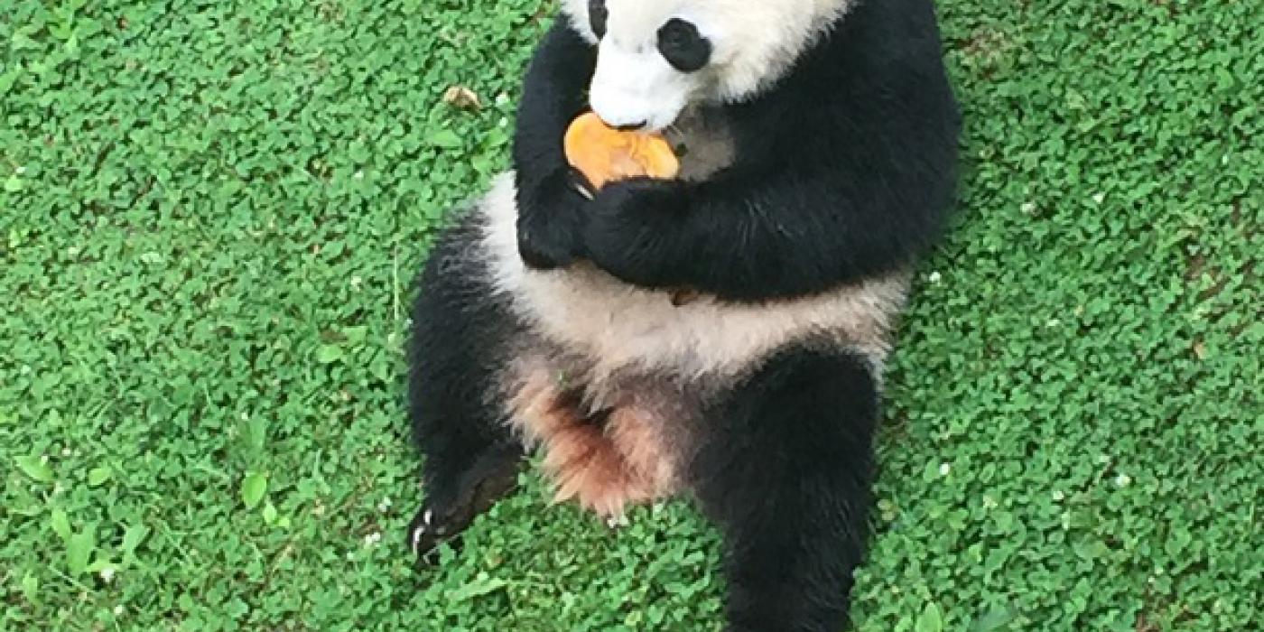 Bei Bei 