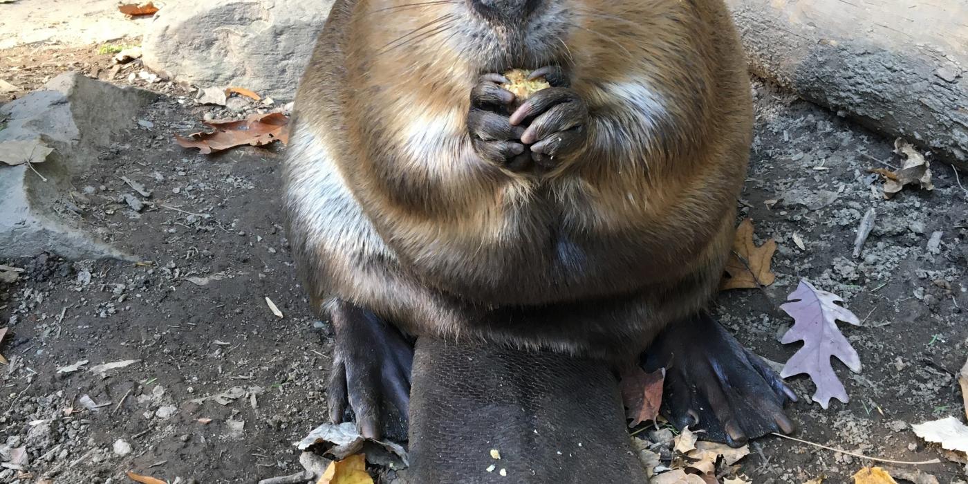 North American beaver Birch snacks on his favorite food, corn, at the American Trail exhibit. 