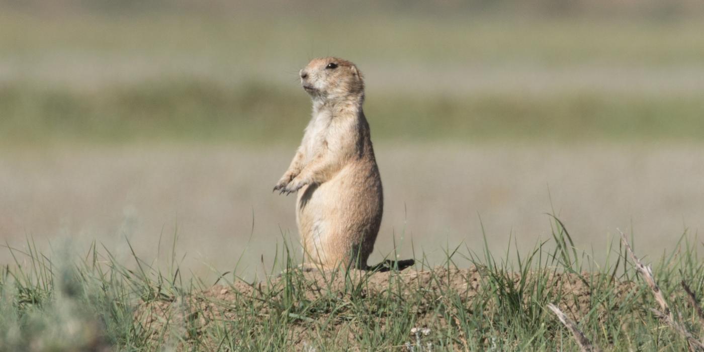 A black-tailed prairie dog stands on its hind legs in short grasses on the plains of Montana