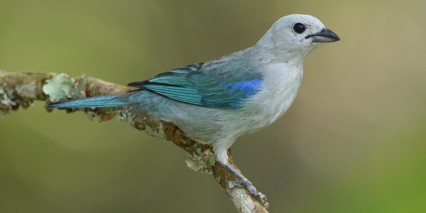 Blue grey tanager