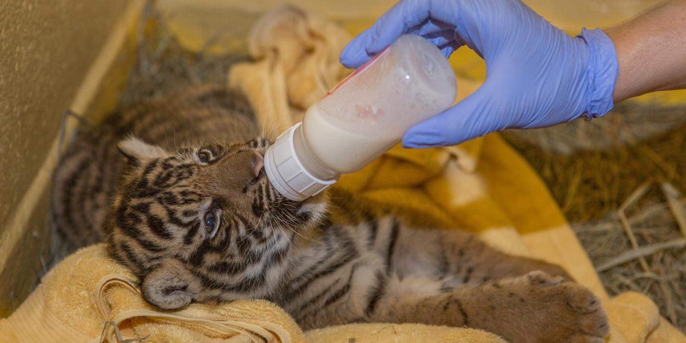 A Great Cats keeper supplemental feeds the Sumatran tiger cub born July 11, 2017.  