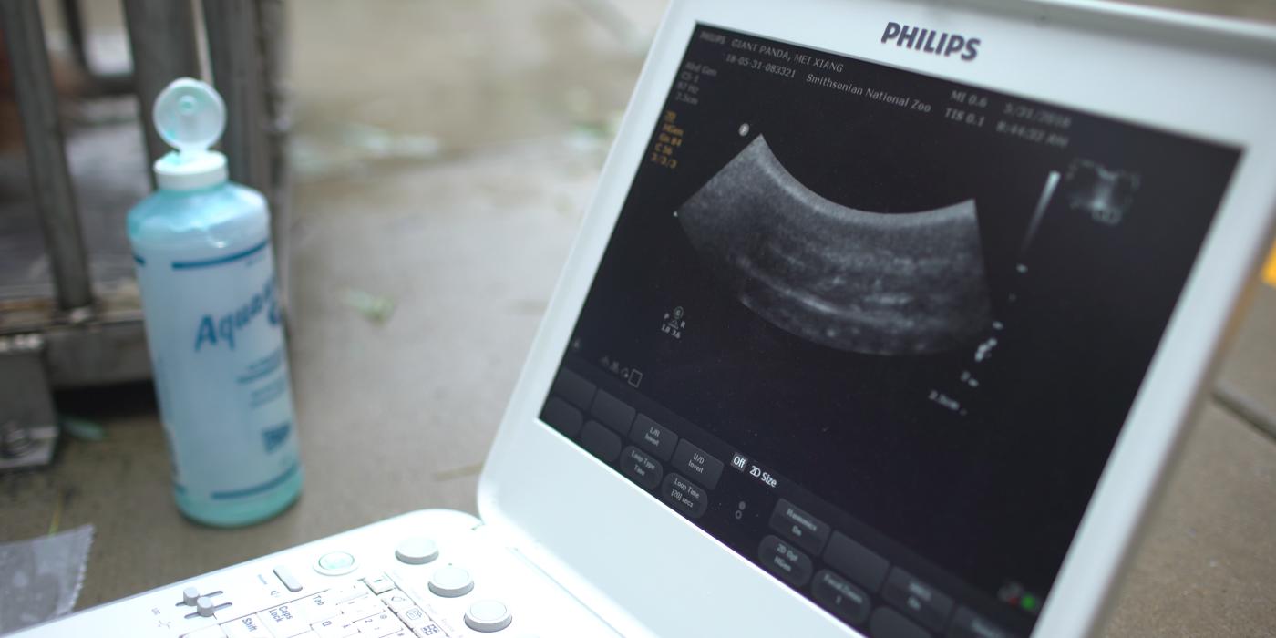 A computer displaying an ultrasound image from a giant panda ultrasound