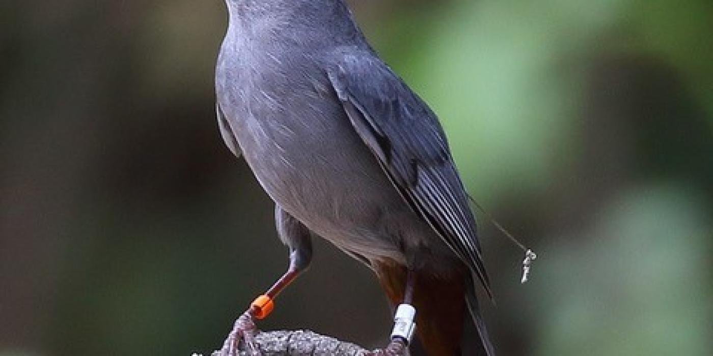 Gray catbird. Photo courtesy of Dan Vickers. 