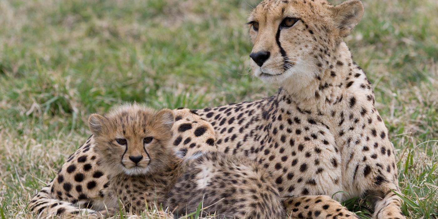 A cheetah cub and mother laying in the grass