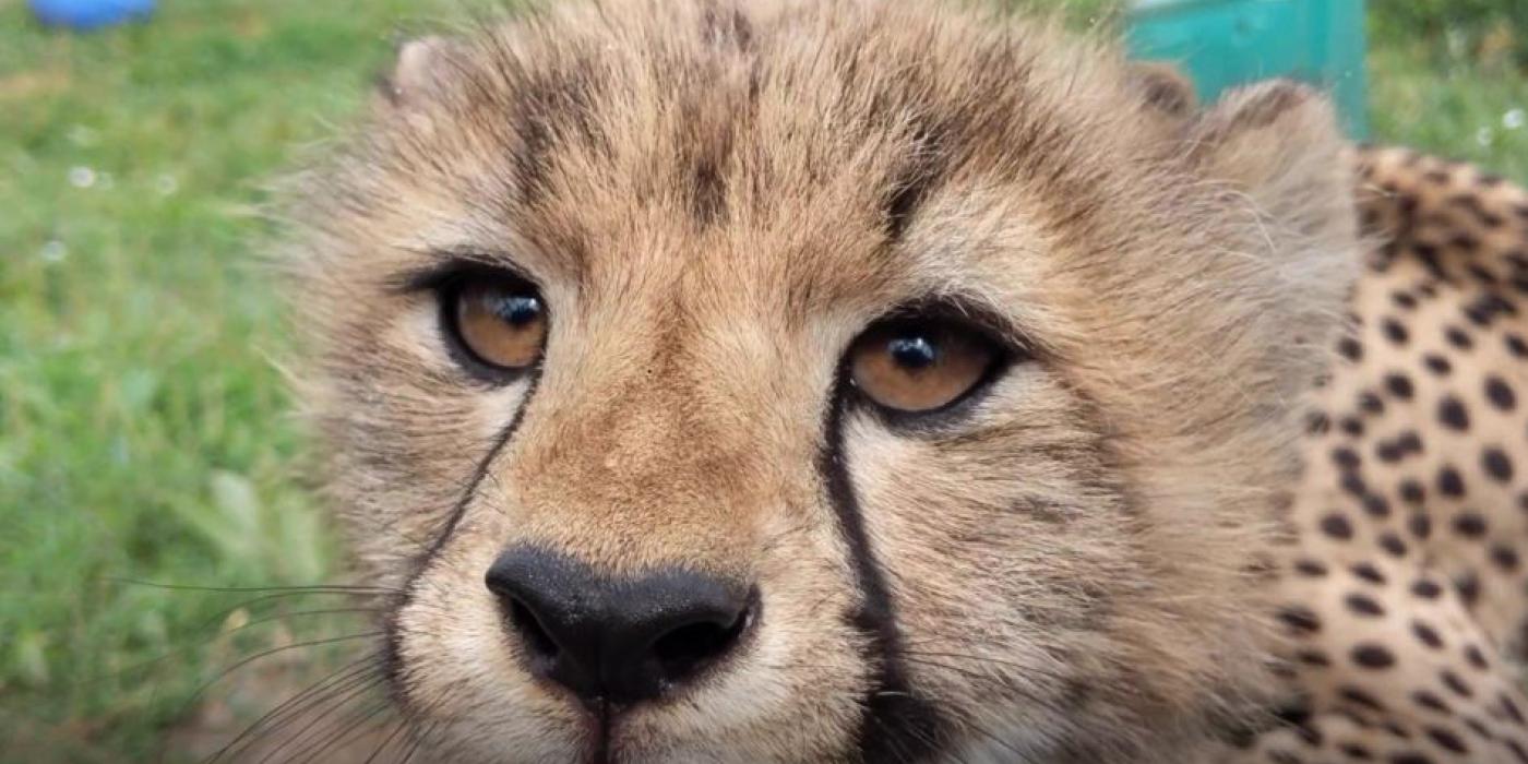 Cheetah cub at SCBI July 24, 2020