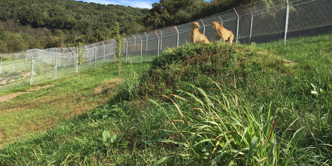 Two cheetahs at SCBI's cheetah ridge facility. 