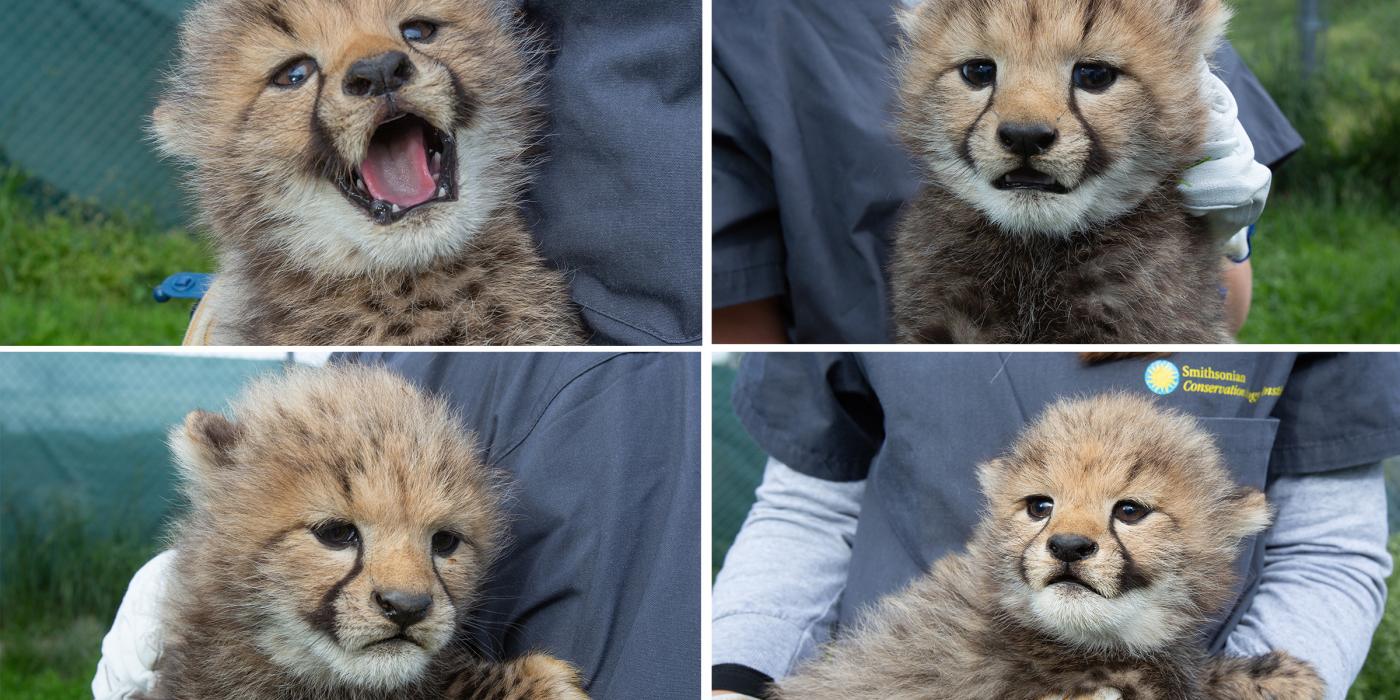 Cheetah cubs Hasani, Amabla, Erindi and Jabari at the Smithsonian Conservation Biology Institute. 