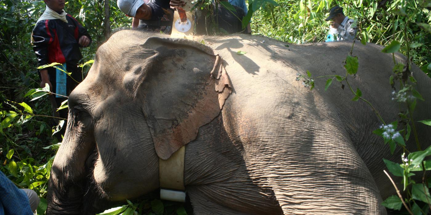 Elephant Collaring