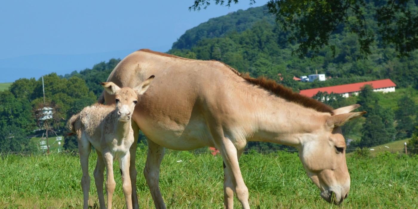 A Persian onager colt standing next to his mom. 