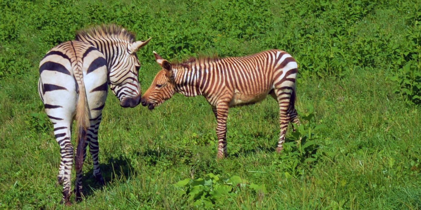 Hartmann's mountain zebra colt touches noses with his herd mate, Xolani. 