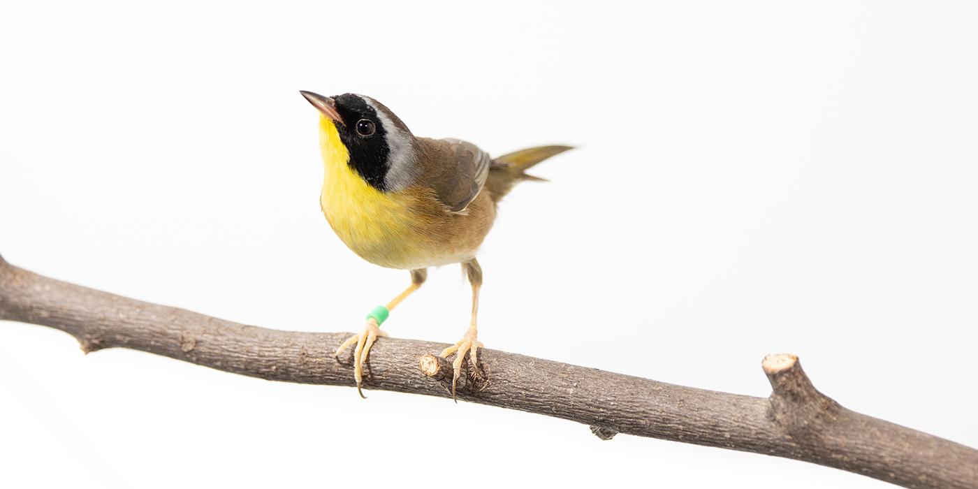 A male common yellowthroat (a small migratory bird) perched on a branch. It has mostly yellow feathers with black-and-white face feathers, and a green band on its right leg.