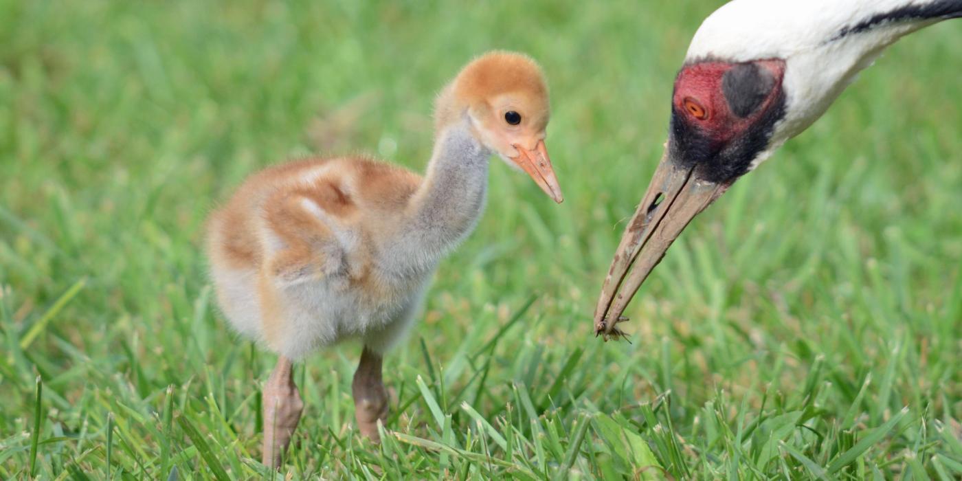 White-naped crane chick and parent