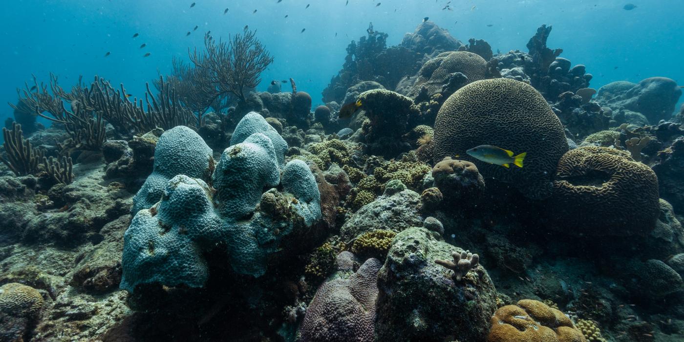 An underwater photo of a bustling coral full of various colorful species of coral and fish