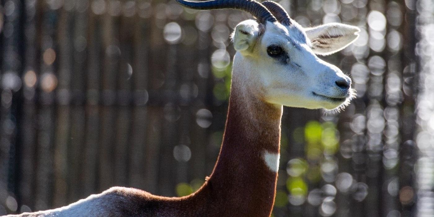 Profile of dama gazelle Zafirah at the Cheetah Conservation Station. 