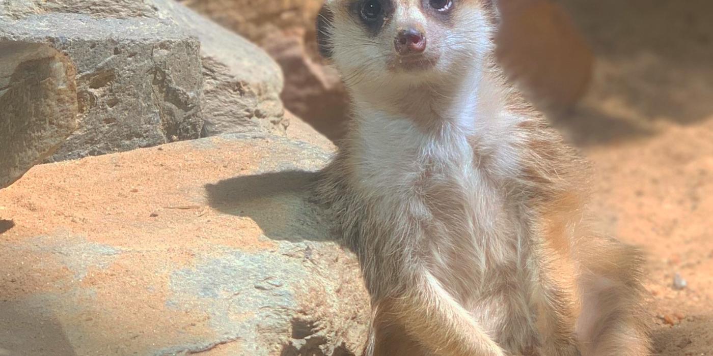 Meerkat Dogo suns himself in his habitat at the Small Mammal House.