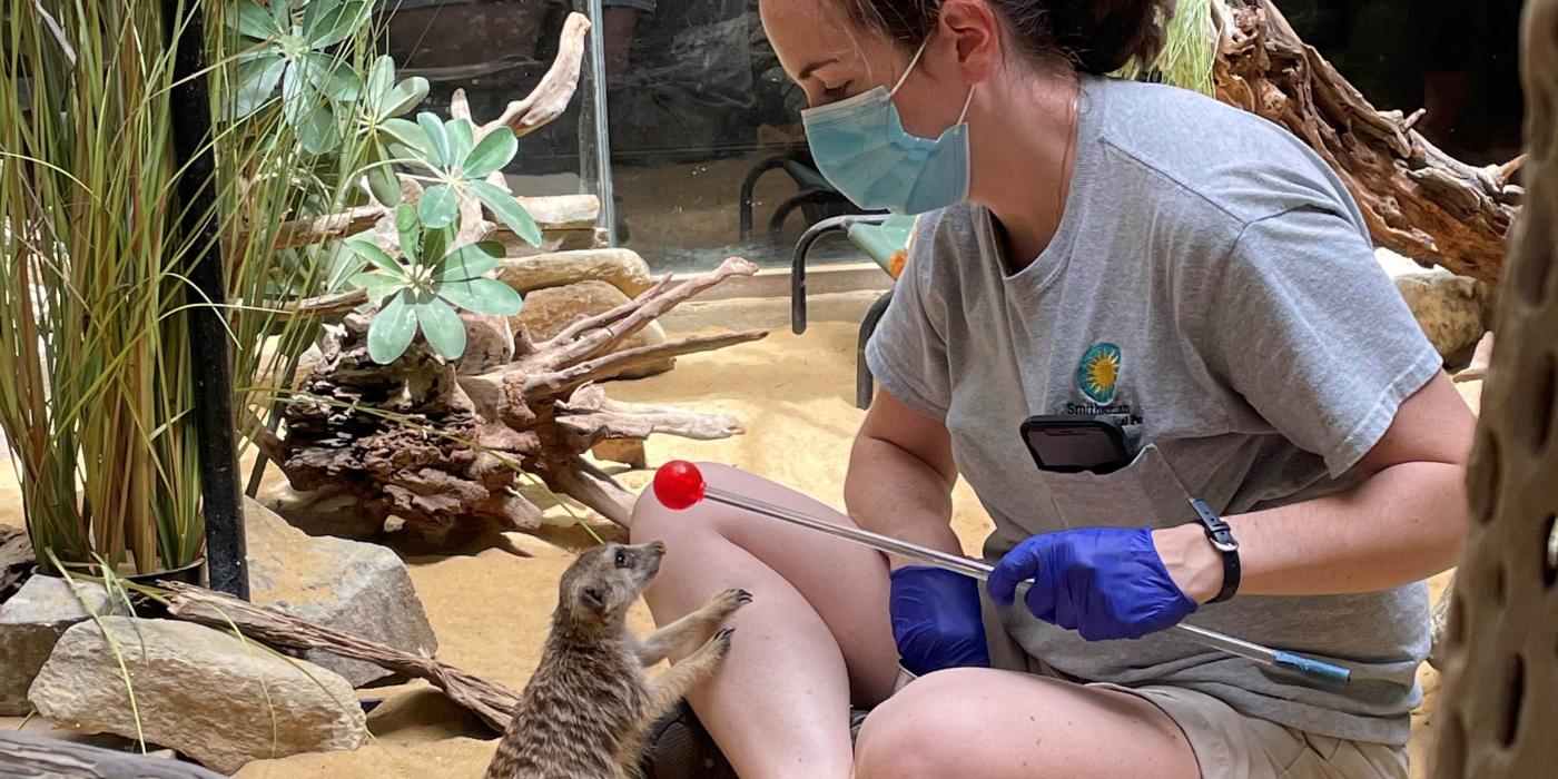 Meerkat Dogo participates in a target training session with Small Mammal House keeper Ann Gutowski.