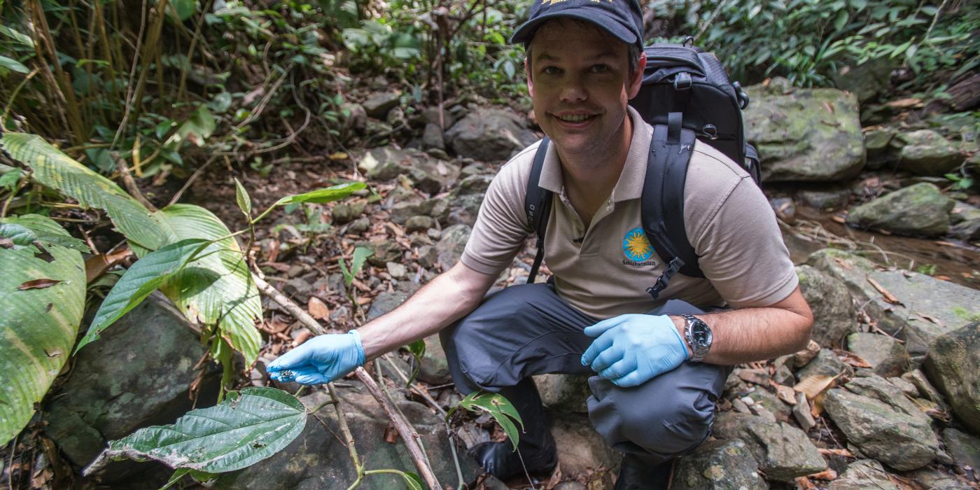 Scientist Brian Gratwicke helps release limosa harlequin frogs into a Panama forest