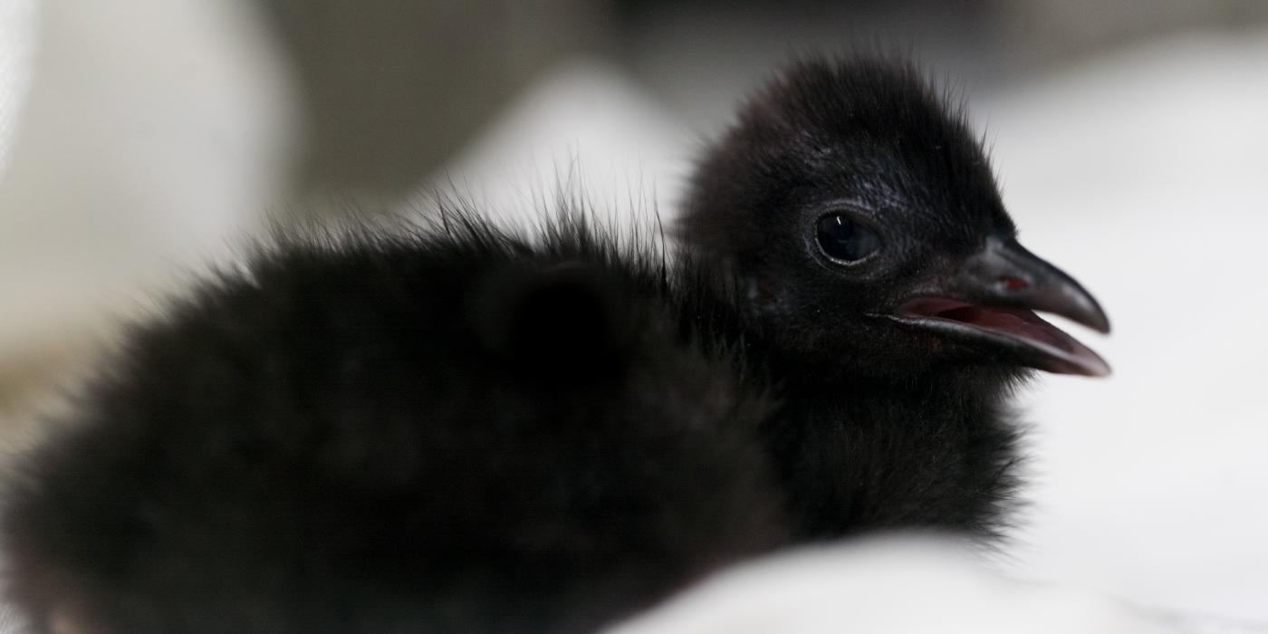 Guam rail chick 