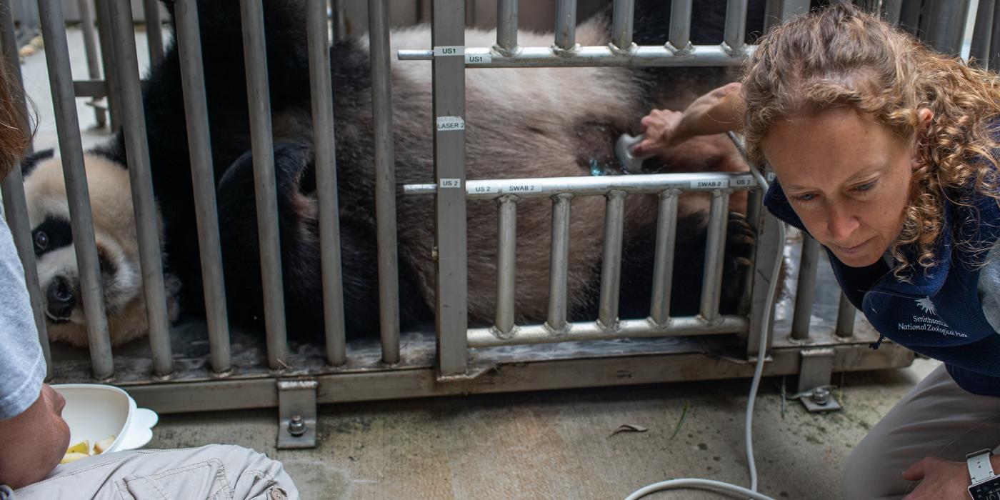 Giant panda Mei Xiang lays down voluntarily for keepers and veterinary staff to conduct an ultrasound