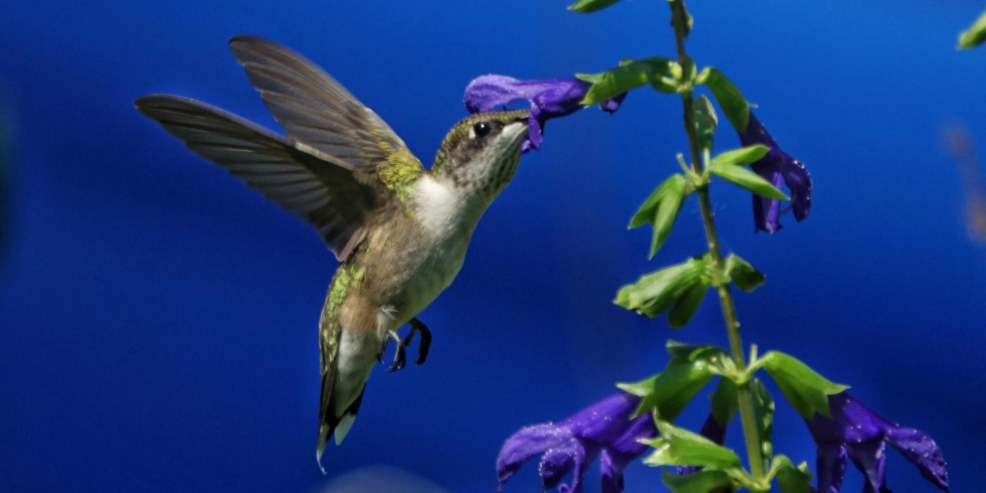 A small hummingbird in flight drinks nectar from a flower