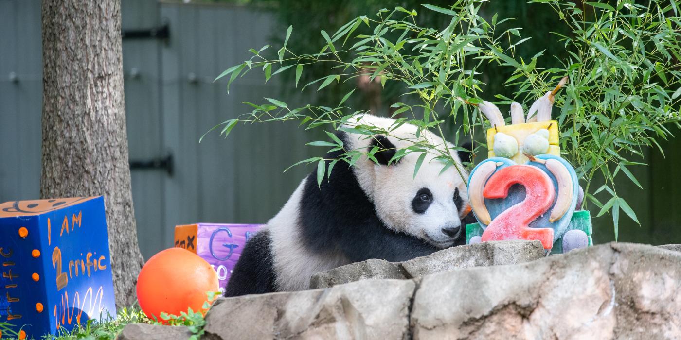 Giant panda cub Xiao Qi Ji approaches an ice cake with a giant red 2 in front and bamboo coming out the back. The cake is sitting in the outdoor yard on a rock formation. Xiao Qi Ji's nose is inches away from the cake. There are decorated boxes behind him