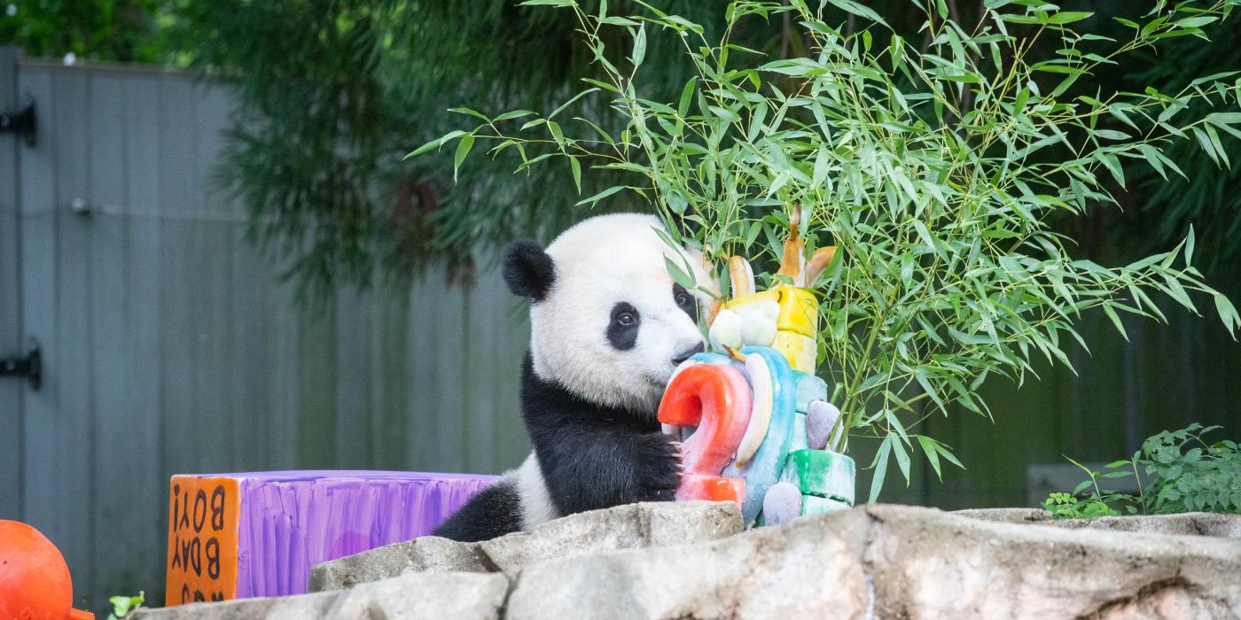 Giant Panda cub Xiao Qi Ji sticks his nose in his 2nd birthday ice cake on the rock formation in the front of an outdoor yard. The cake has a red 2 on the front and various colors on the side. Bamboo sticks out the top and back of the ice cake.