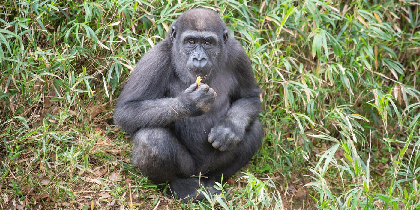 Western lowland gorilla Moke sits on the hillside of his outdoor habitat.