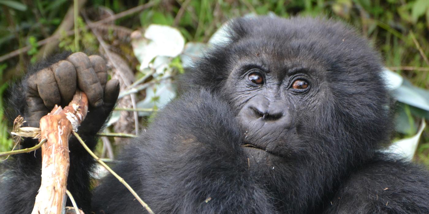 A Rwandan mountain gorilla holding a stick and eating