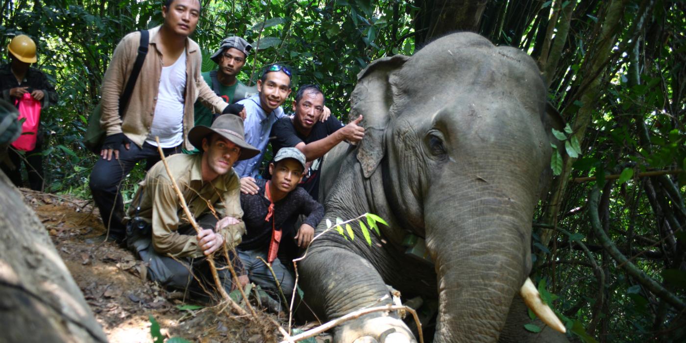 Elephant Collaring