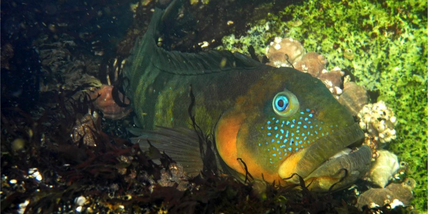 A chalapo clinid fish