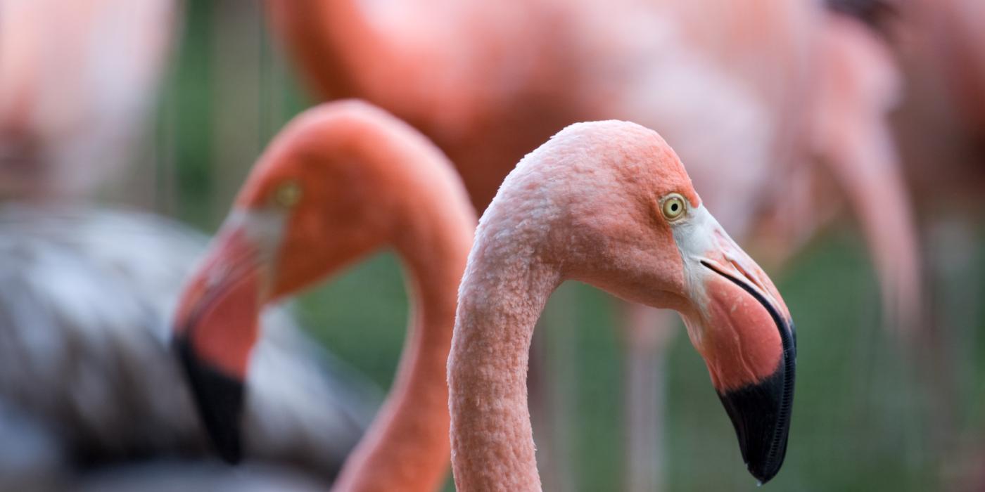 A close-up of two flamingos' heads with pink feathers and large, hook-shaped bills