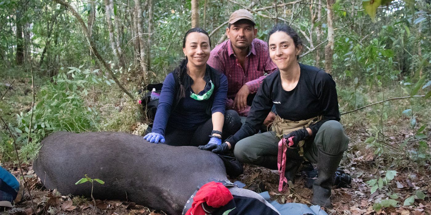 Photo of three people crouching beside a sleeping animal. One of the people is Juliana Velez Gomez.