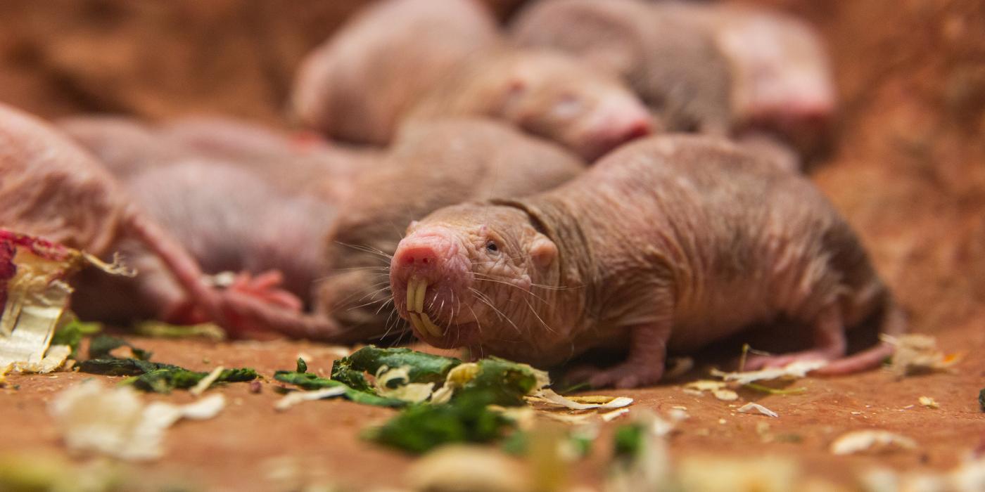 Naked mole-rats in their new home. 