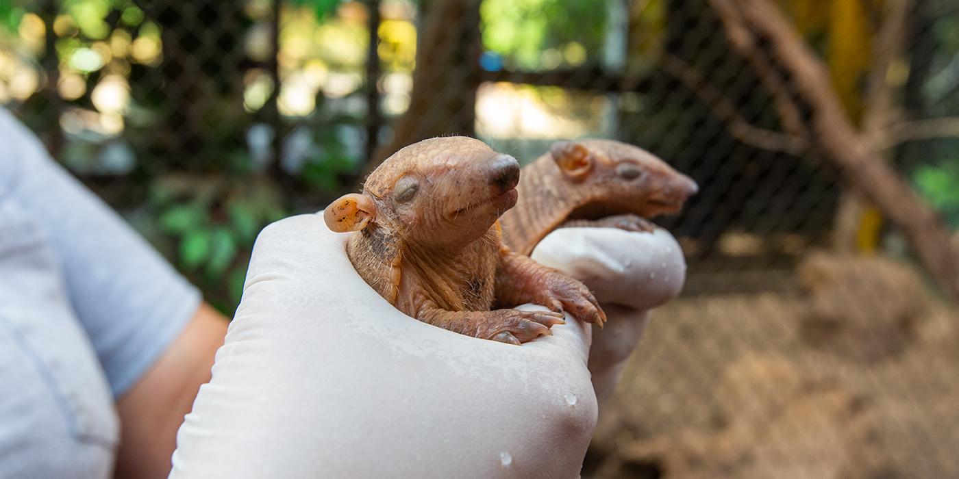 A keeper holds two armadillo pups with a white-gloved hand.