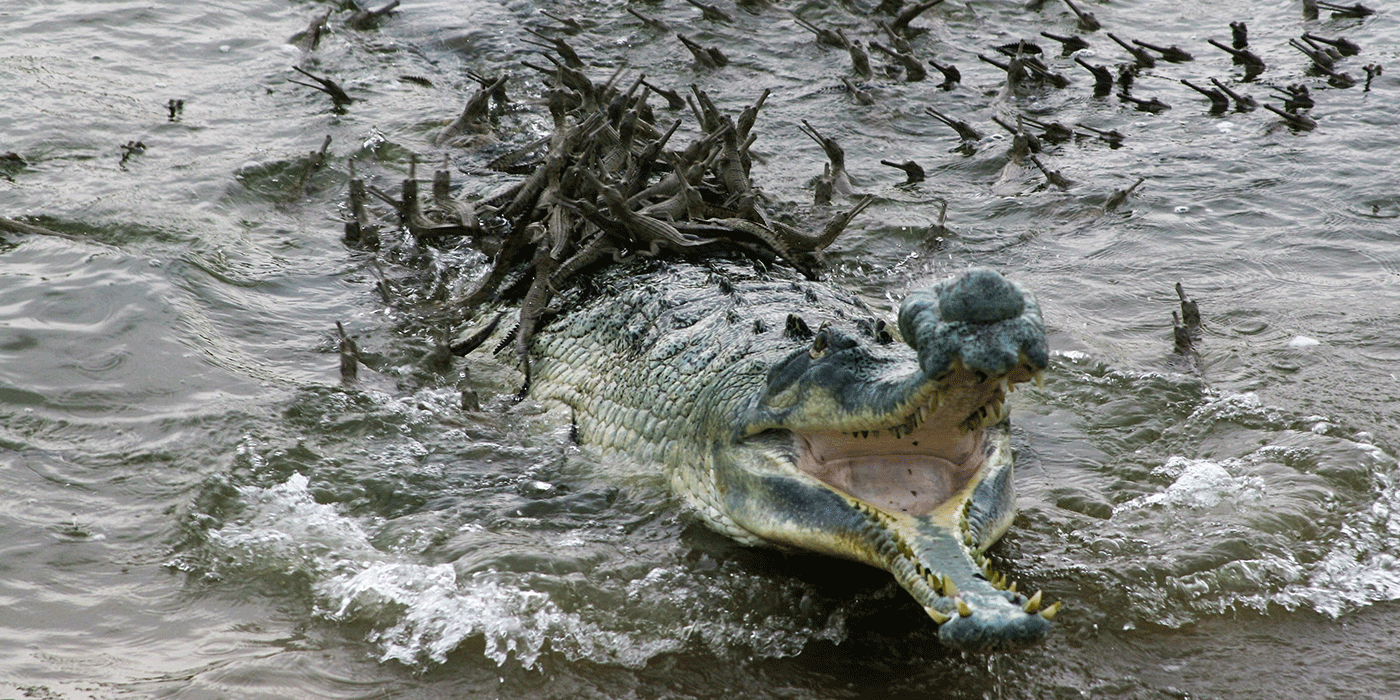 male gharial (Gavialis gangeticus) defends his hatchlings in the Chambal River, Uttar Pradesh