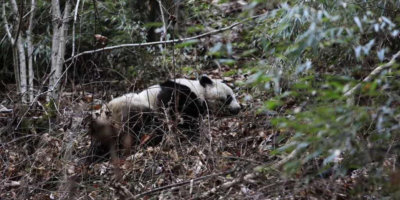 A wild giant panda at Guanyinshan Nature Reserve in China 