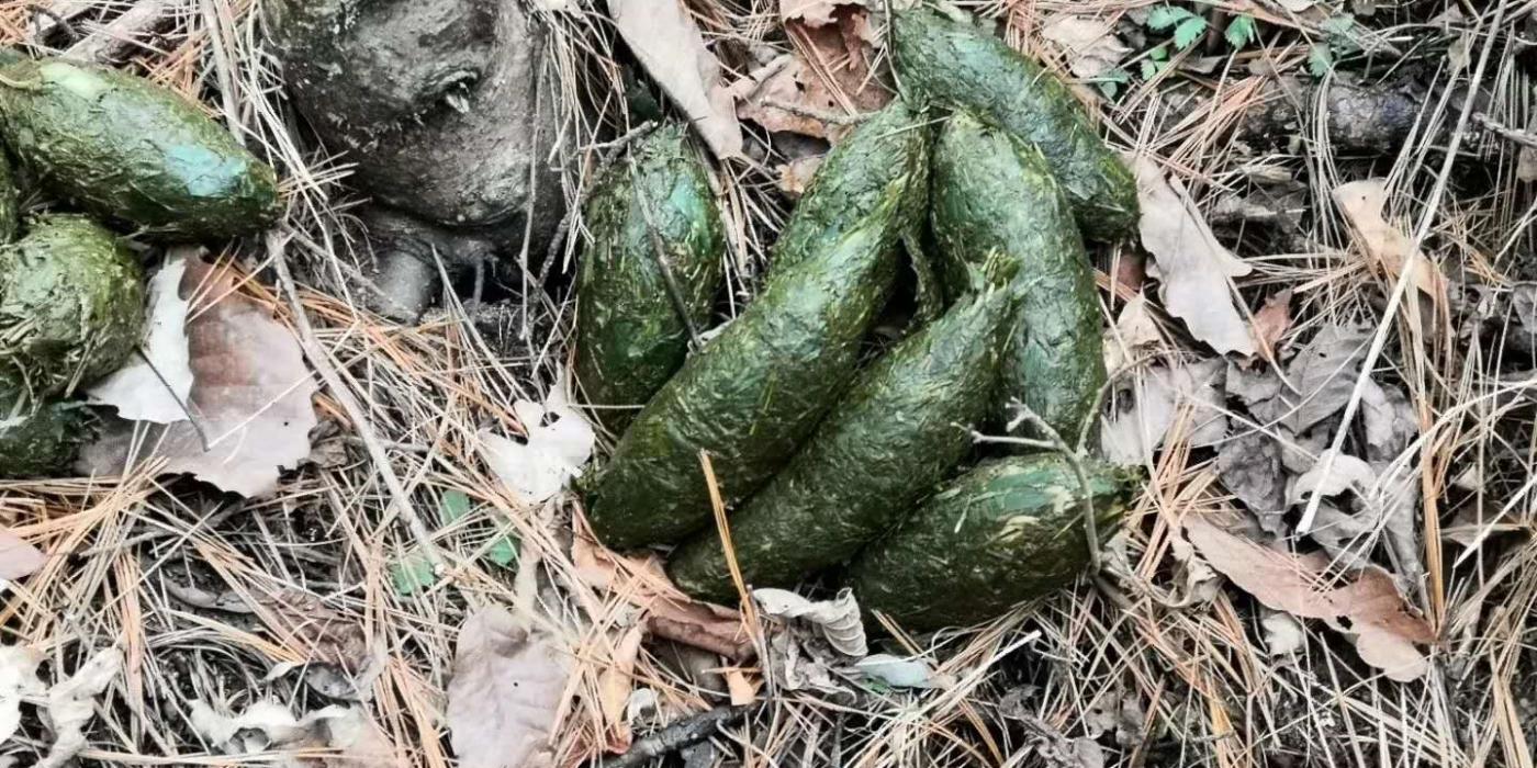 Panda poop at a bamboo restoration plot at Guanyinshan Nature Reserve. 