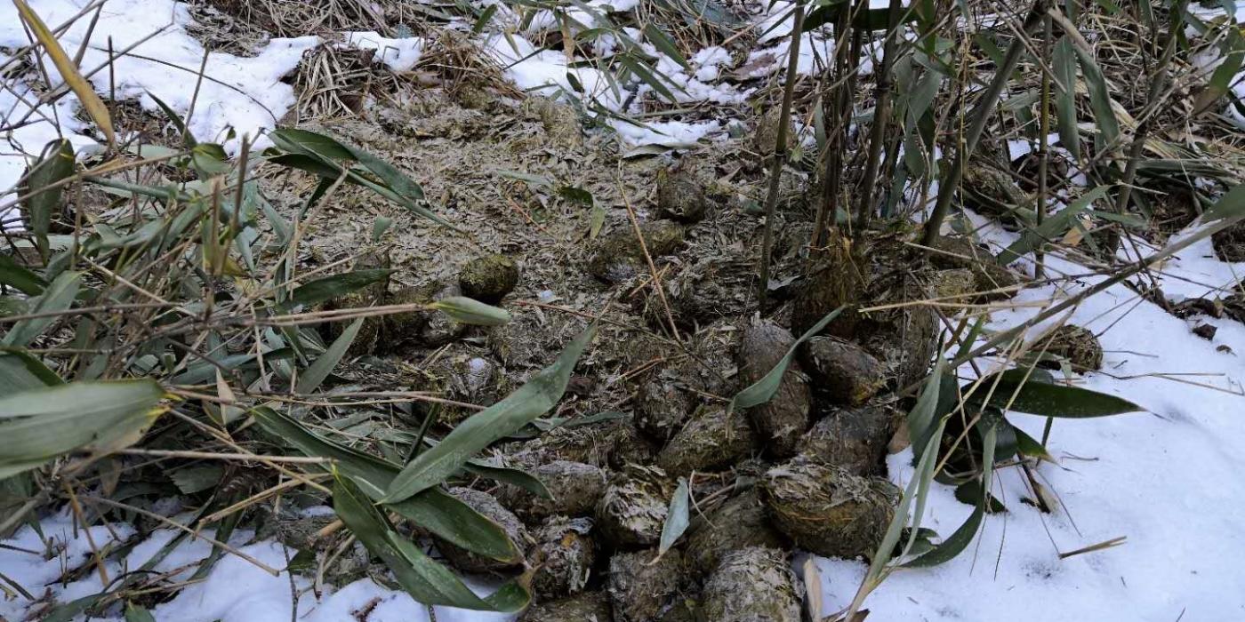 Panda poop at a bamboo restoration plot in Guanyinshan Nature Reserve in China. 