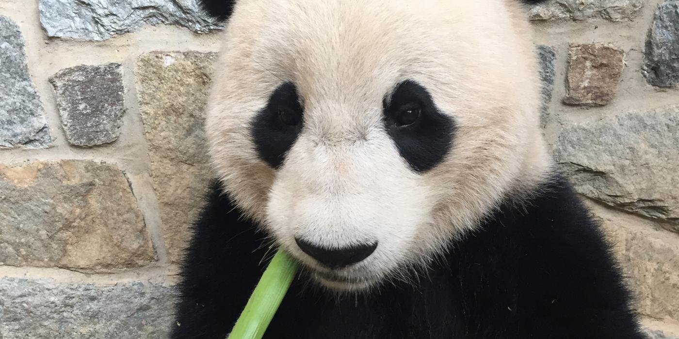 giant panda Bao Bao with corn stalk